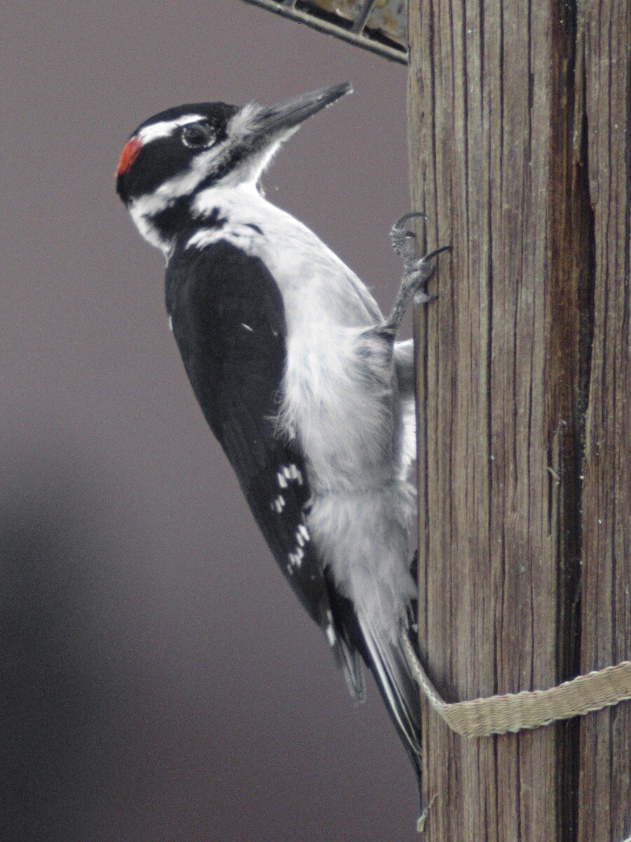 Hairy woodpecker