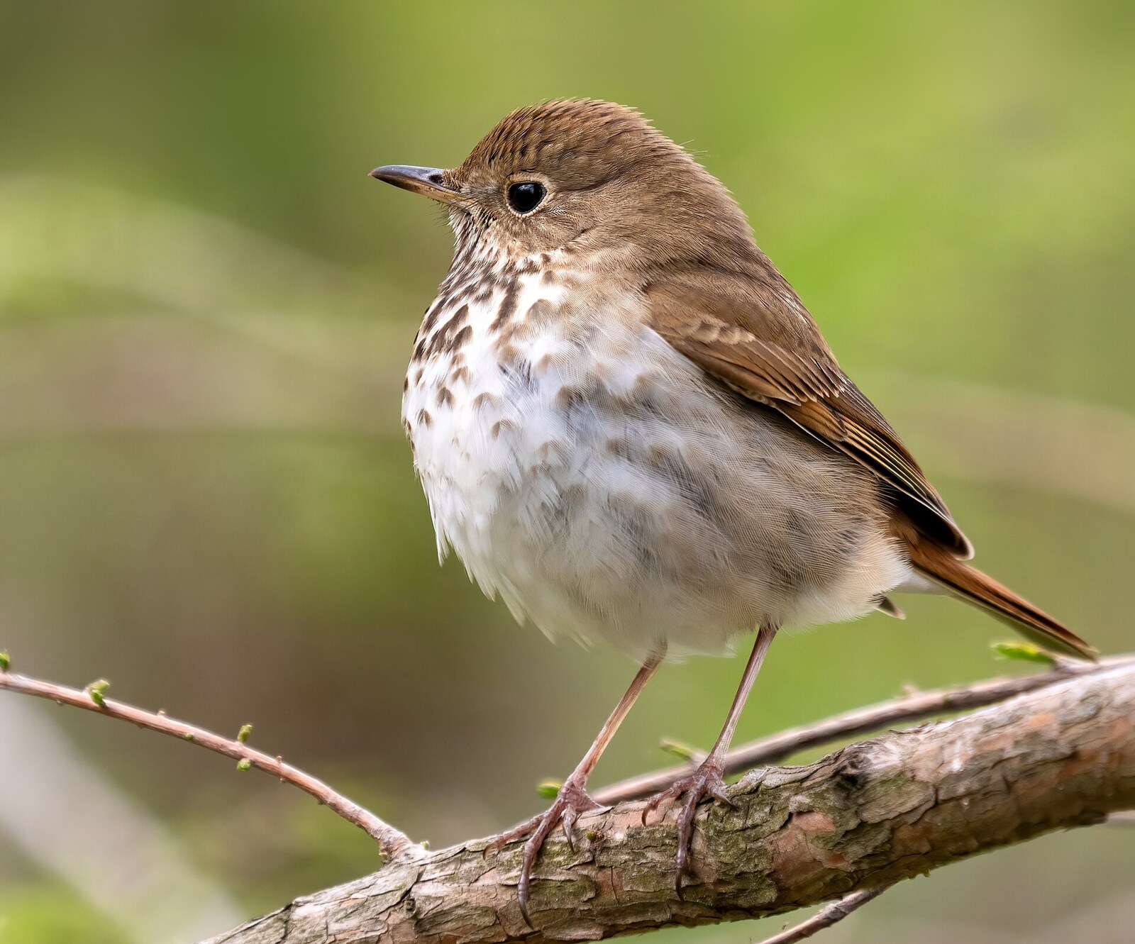 Hermit thrush