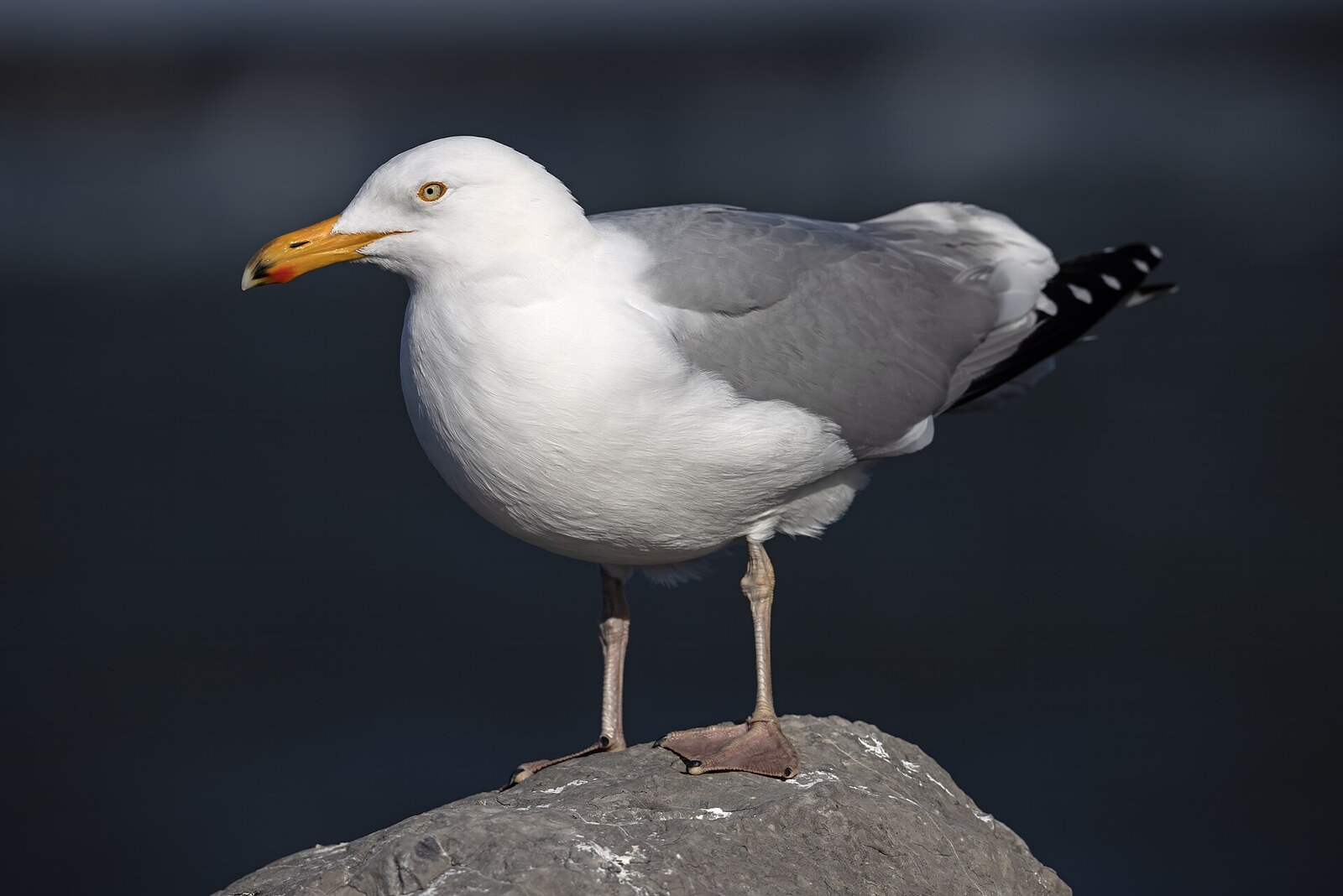 Herring gull