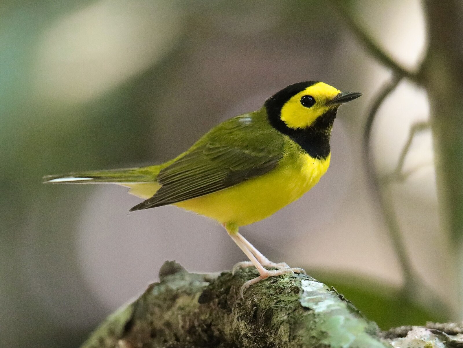 Hooded warbler