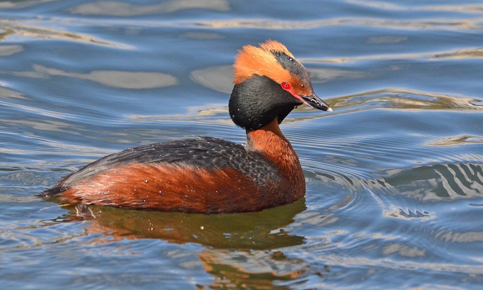 Horned grebe