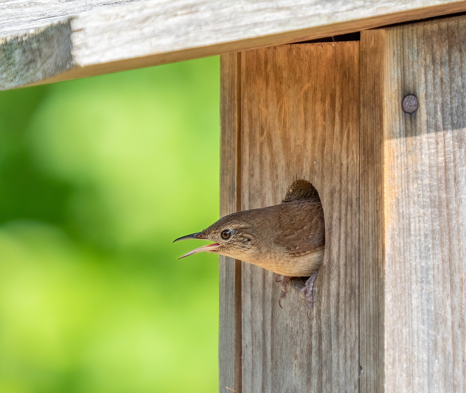 House wren