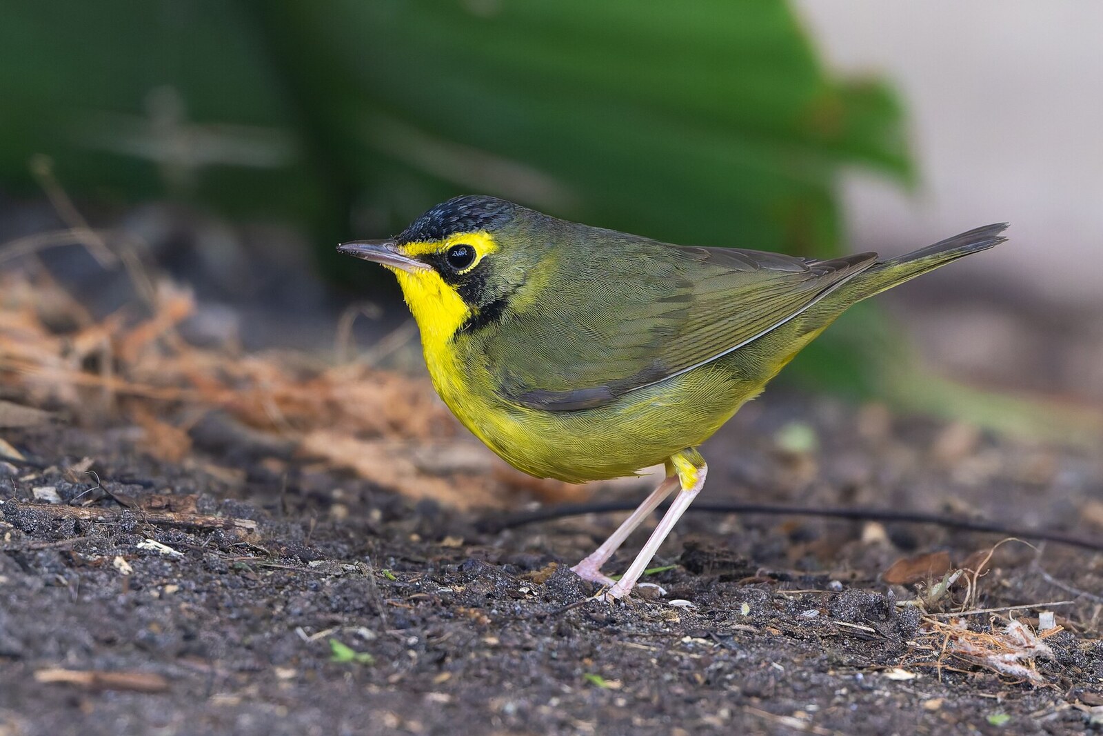 Kentucky warbler