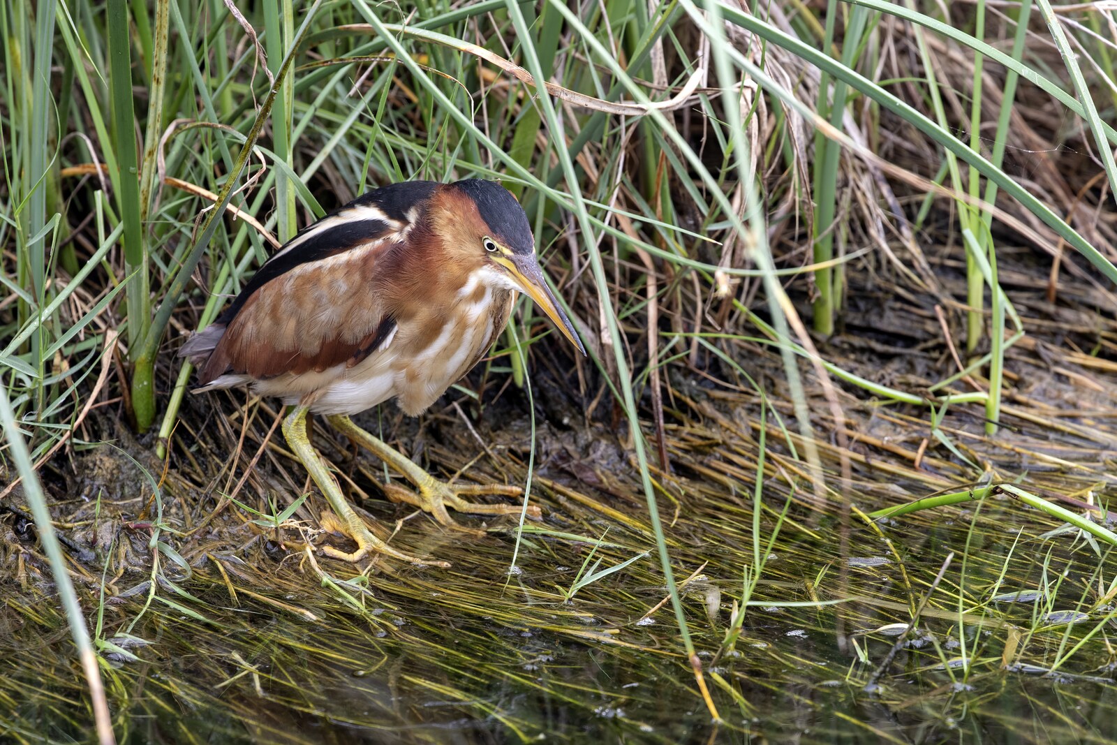 Least bittern