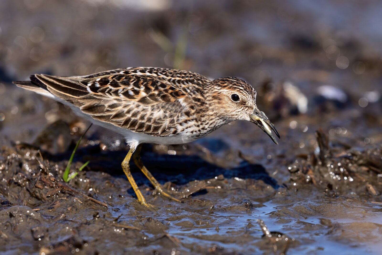 Least sandpiper