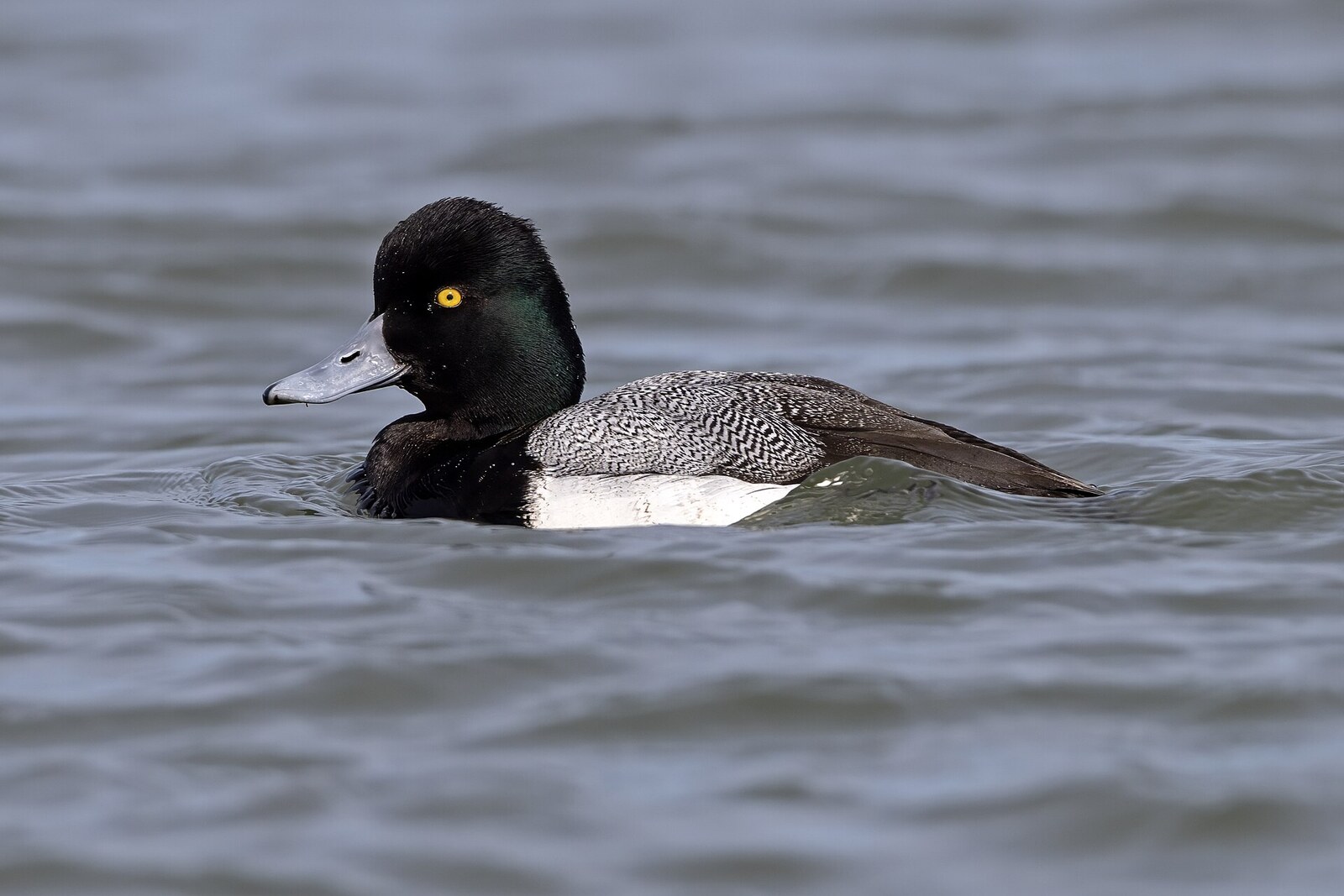 Lesser scaup