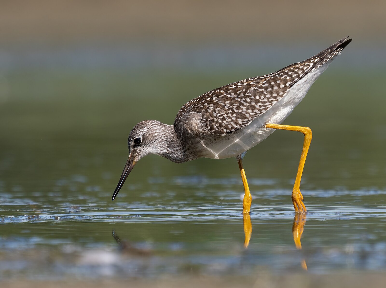 Lesser yellowlegs