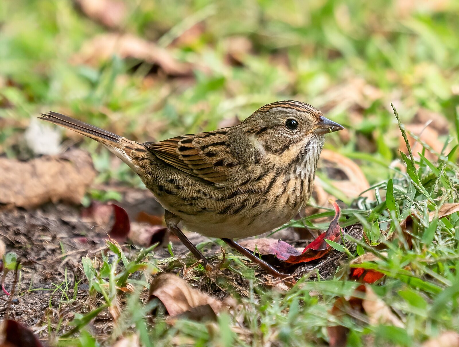 Lincoln's sparrow