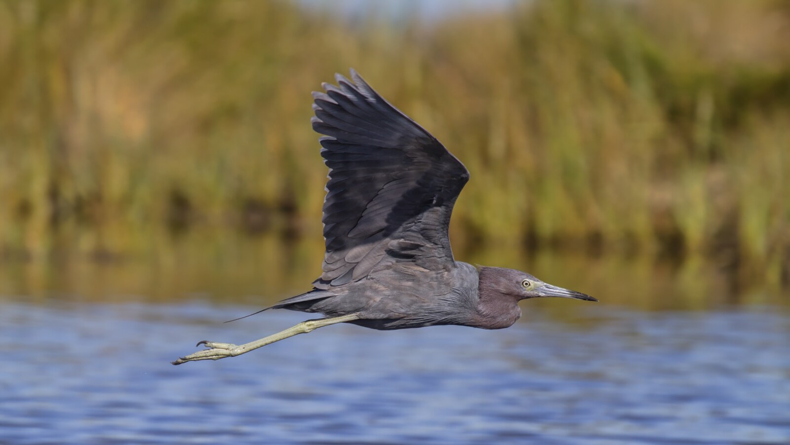 Little blue heron