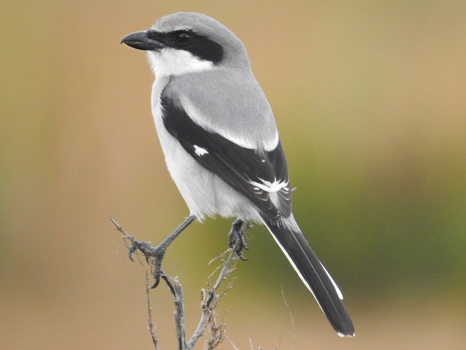 Loggerhead shrike