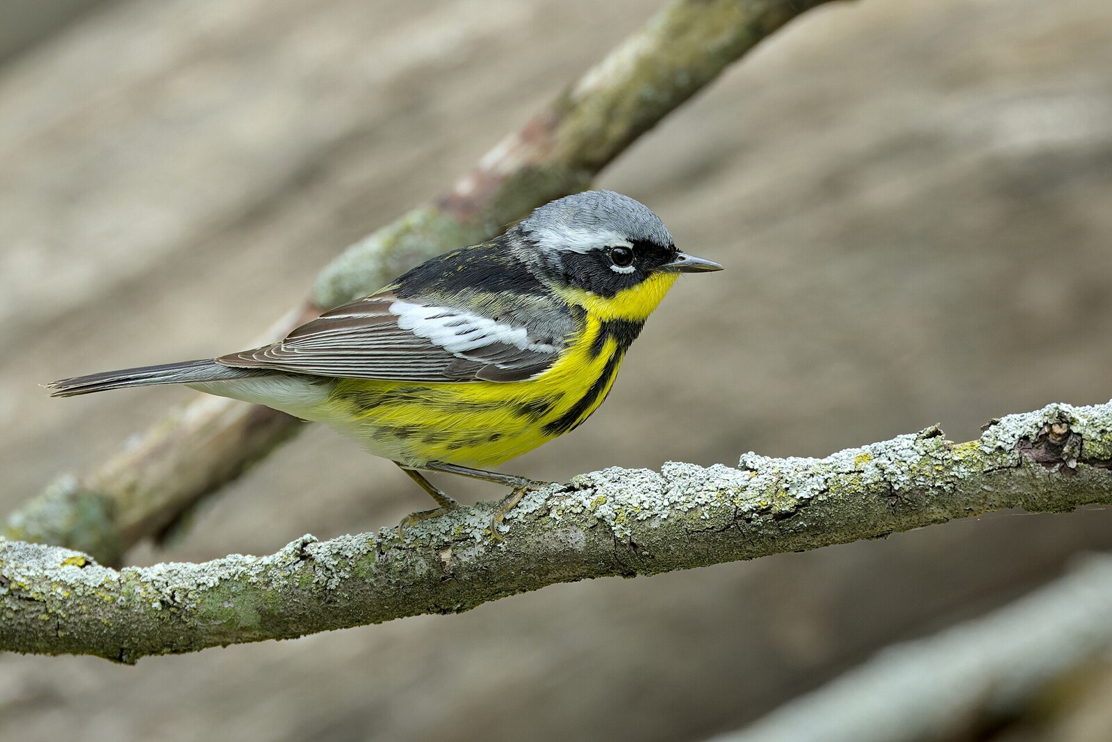 Magnolia warbler