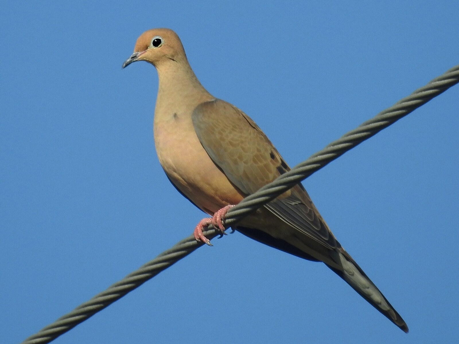 Mourning dove