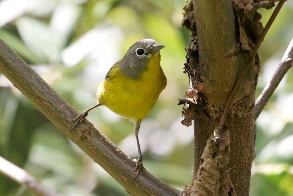 Nashville warbler