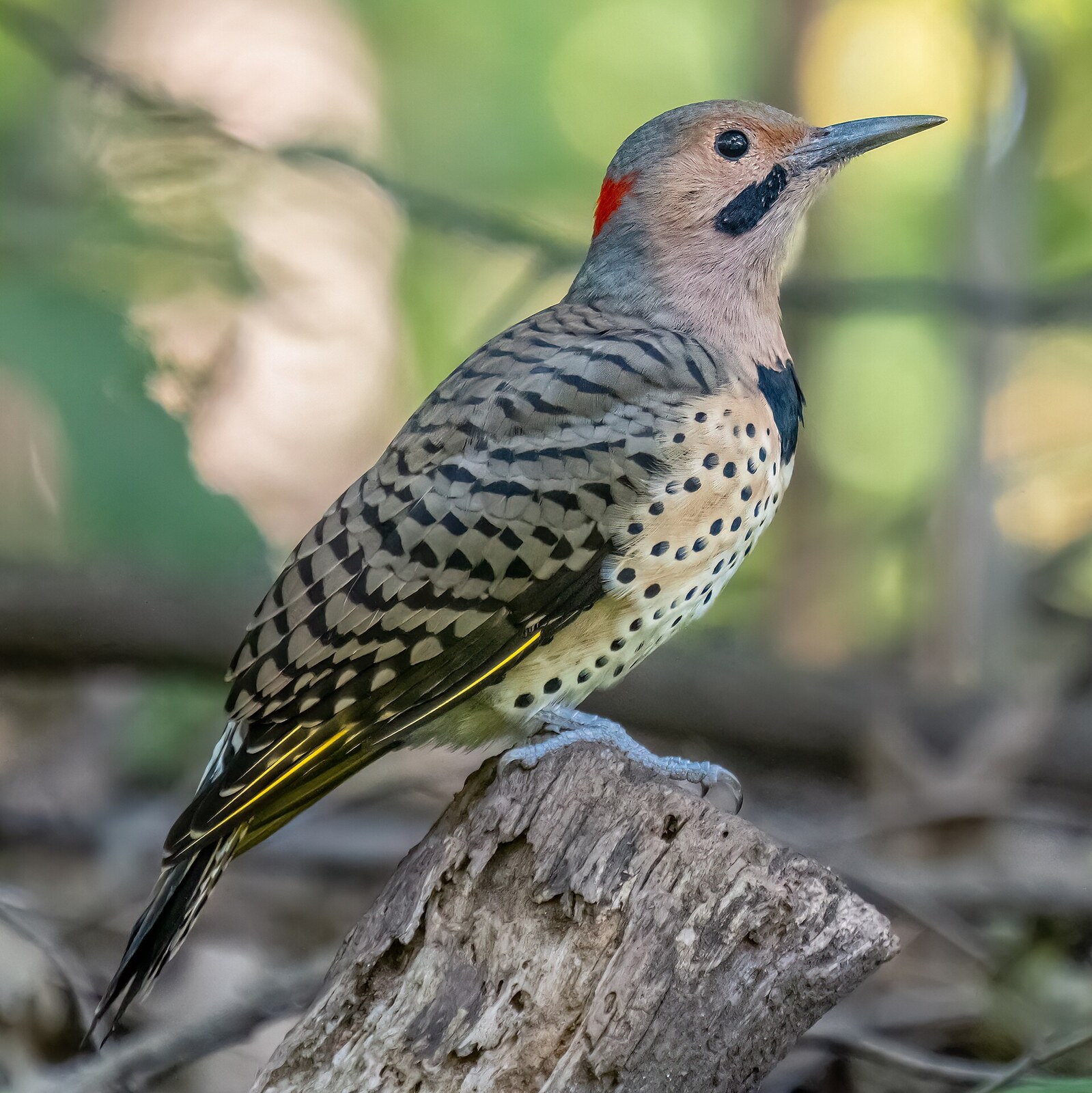 Northern flicker