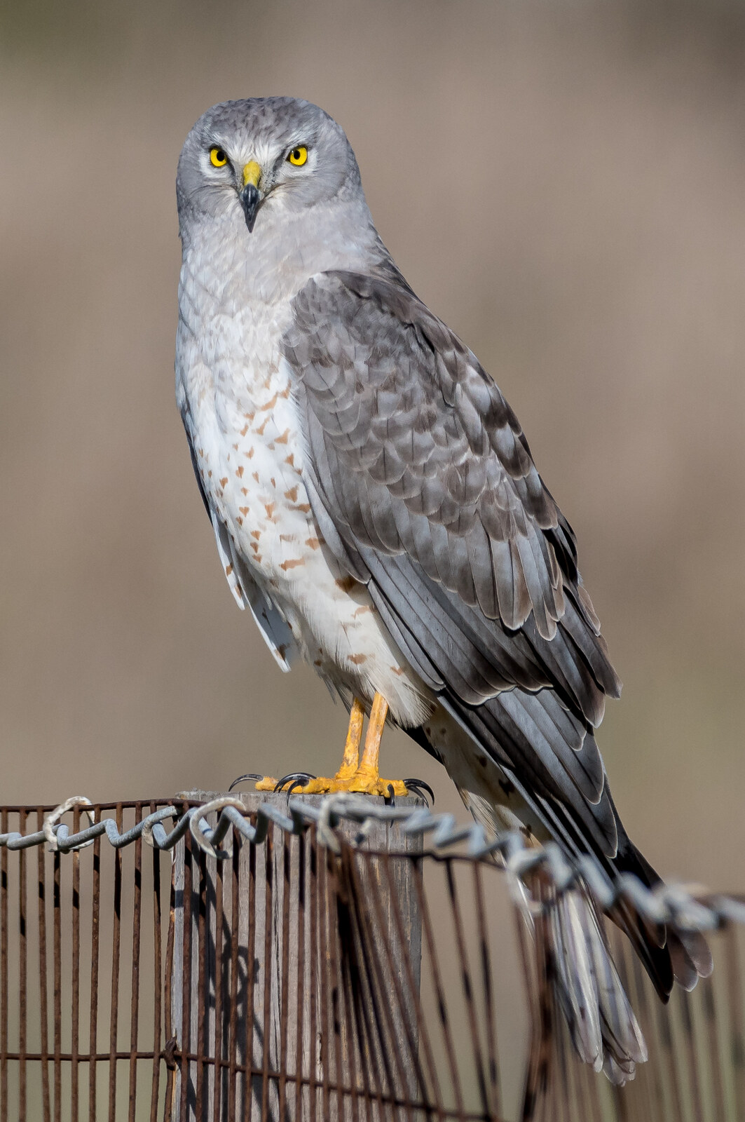 Northern harrier