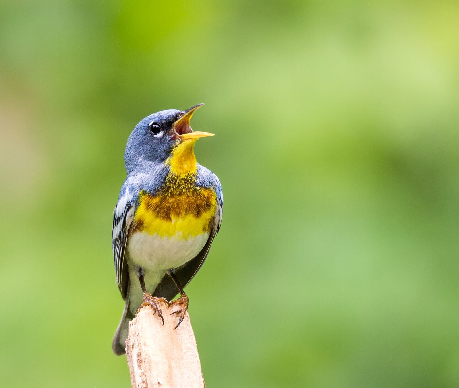 Northern parula