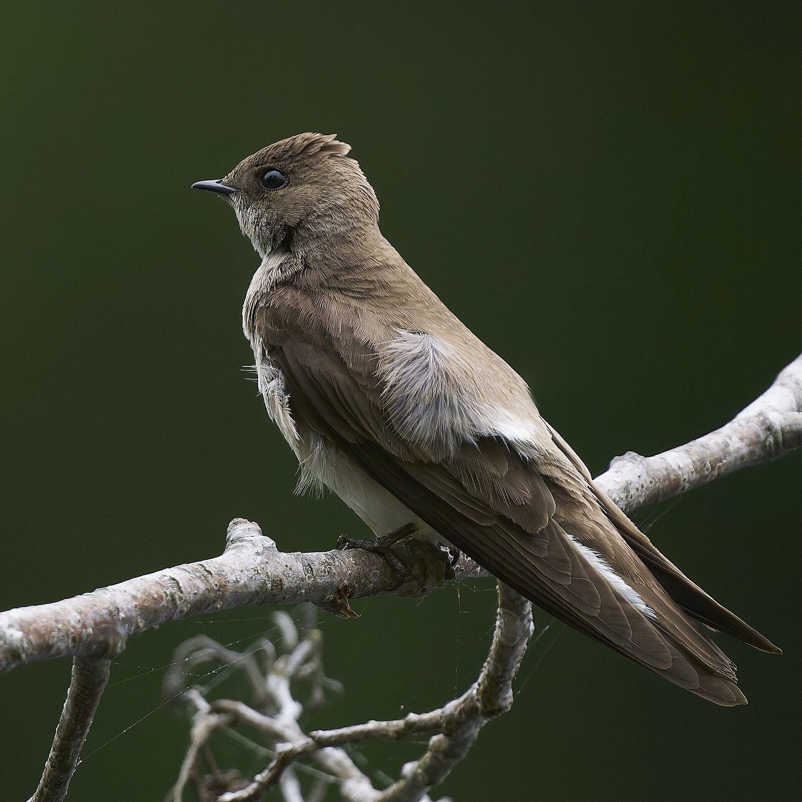 Northern rough-winged swallow