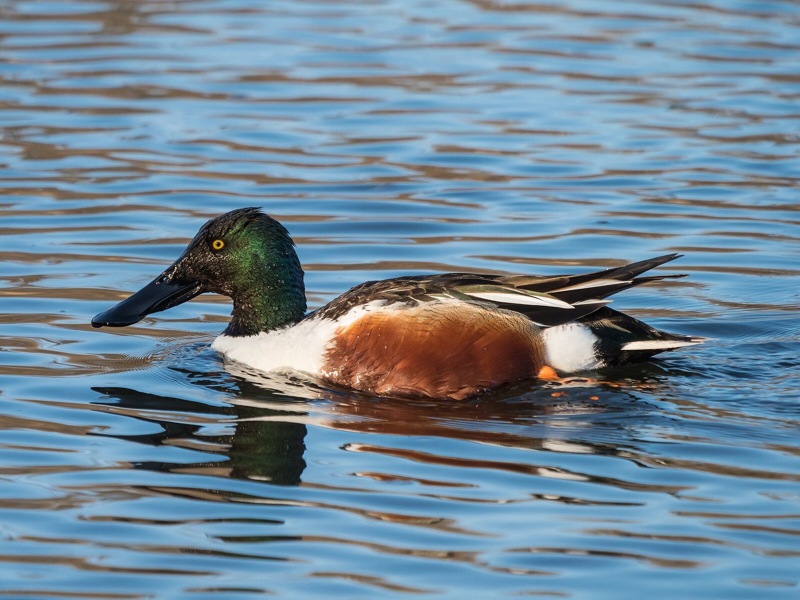 Northern shoveler