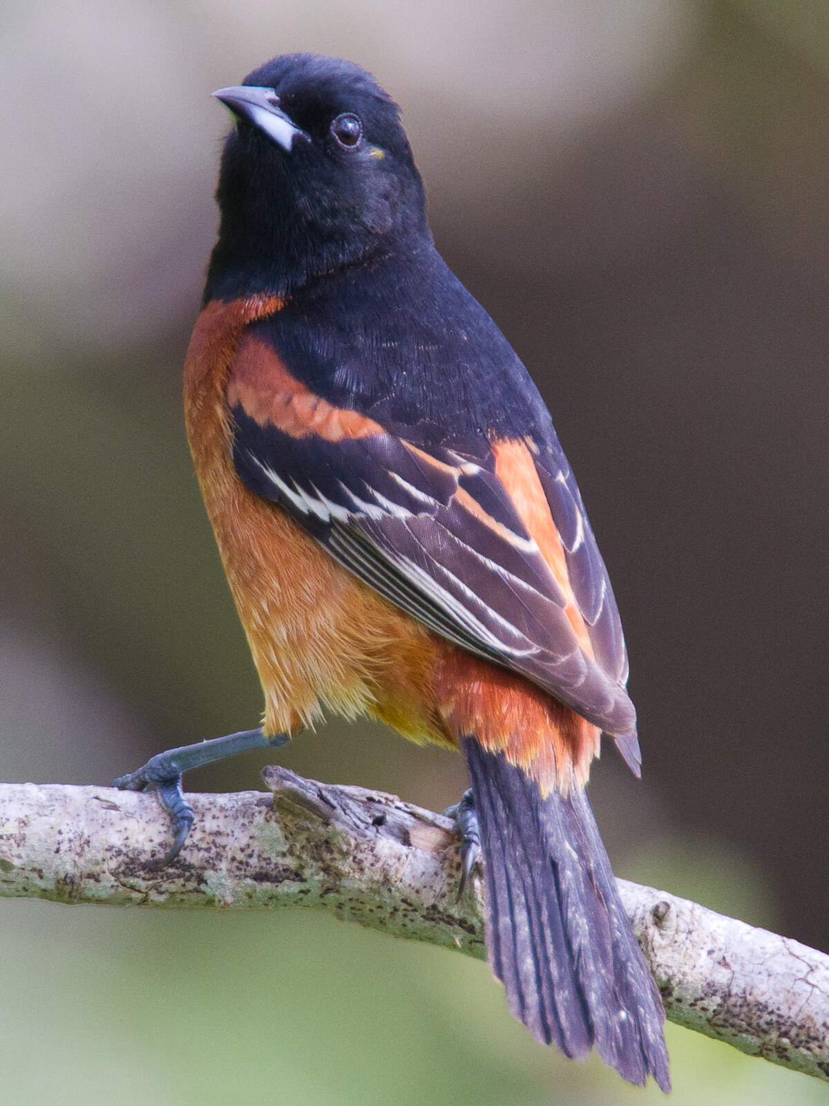 Orchard oriole