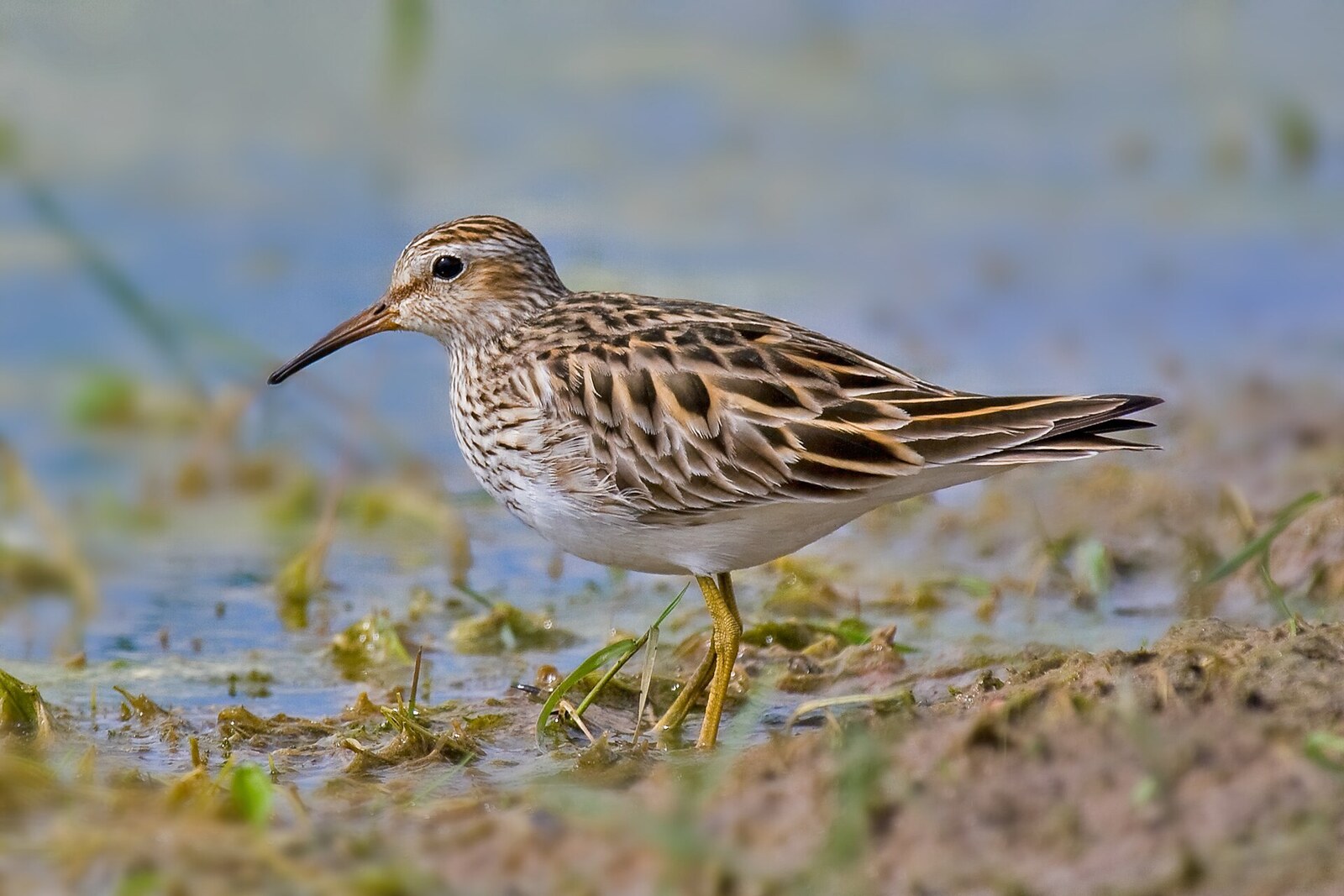 Pectoral sandpiper