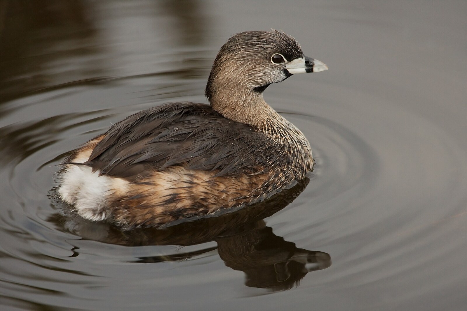 Pied-billed grebe