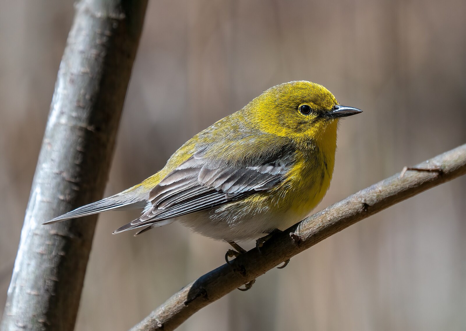 Pine warbler