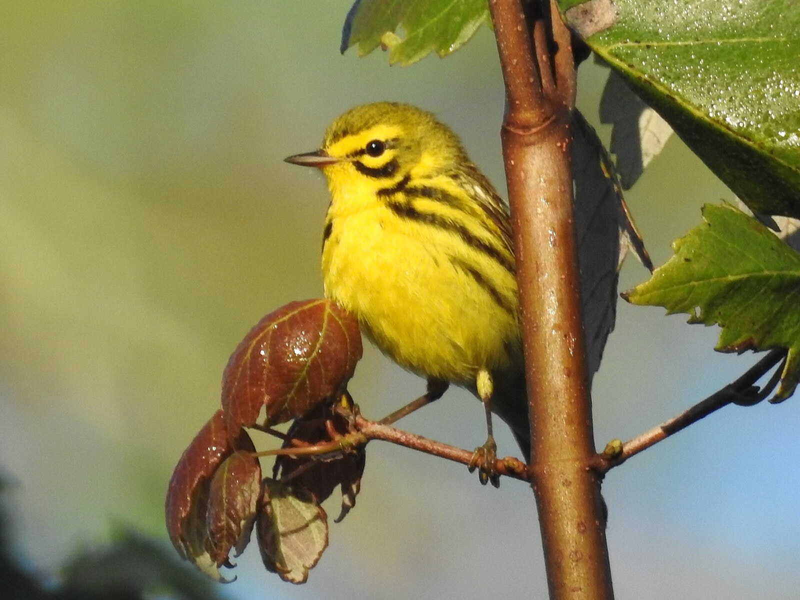 Prairie warbler
