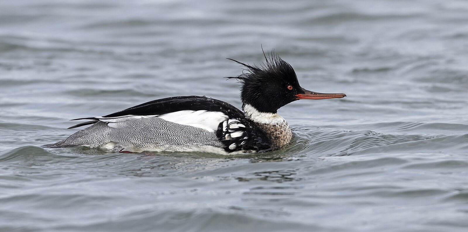 Red-breasted merganser