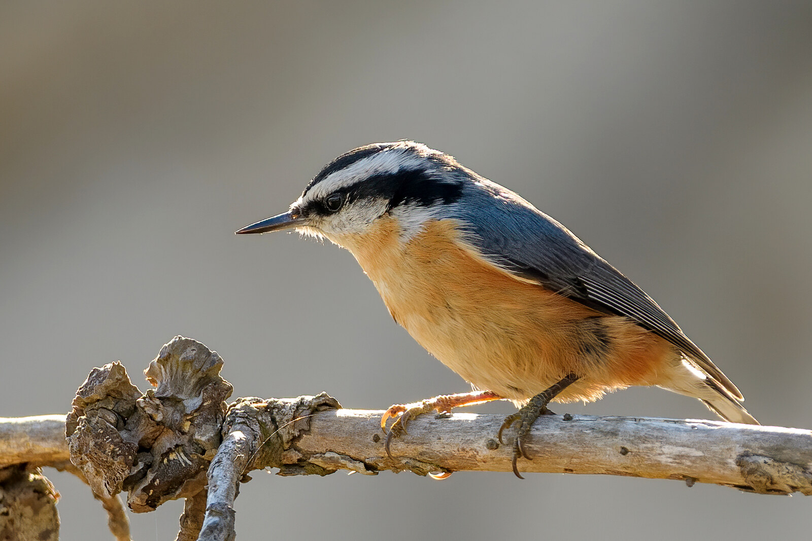 Red-breasted nuthatch