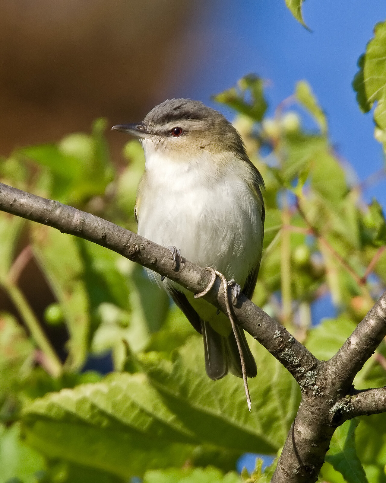 Red-eyed vireo
