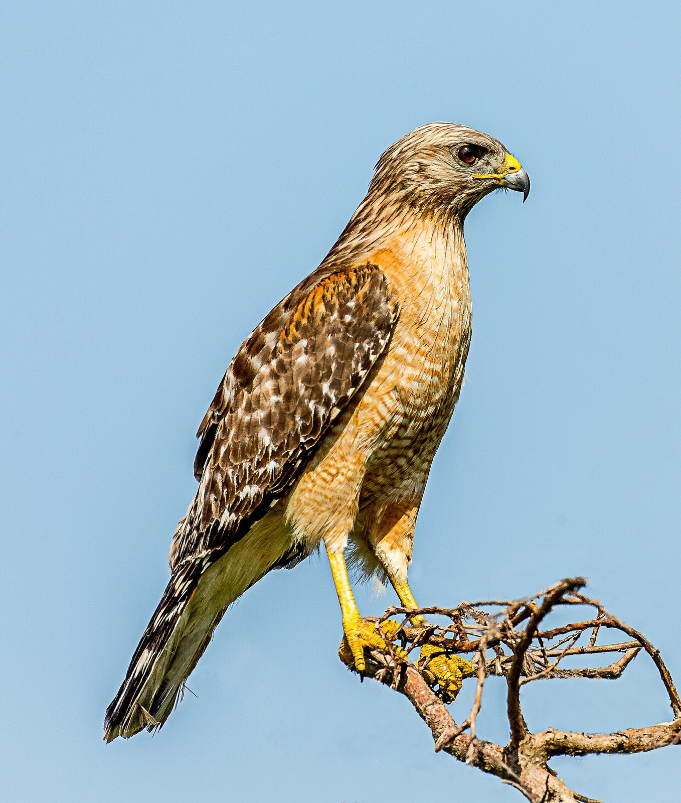 Red-shouldered hawk