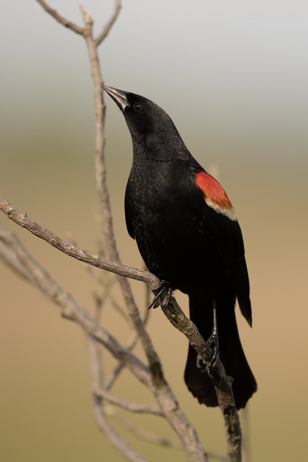 Red-winged blackbird