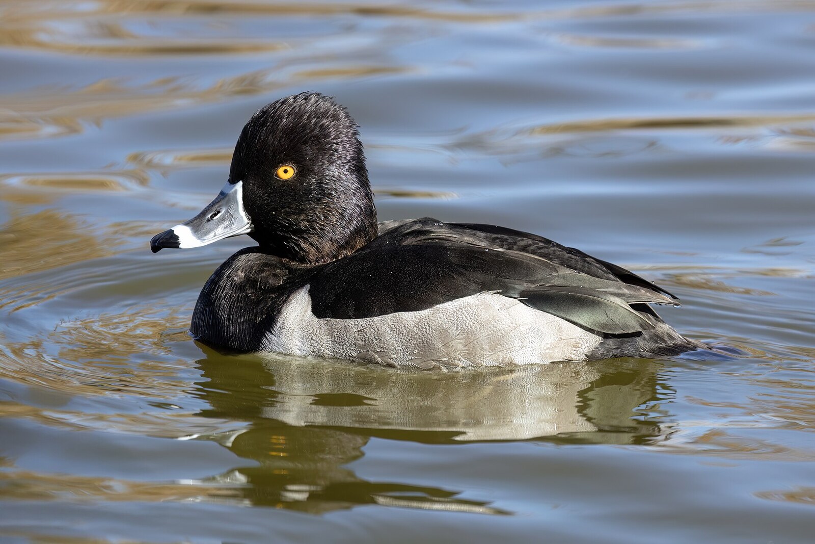 Ring-necked duck