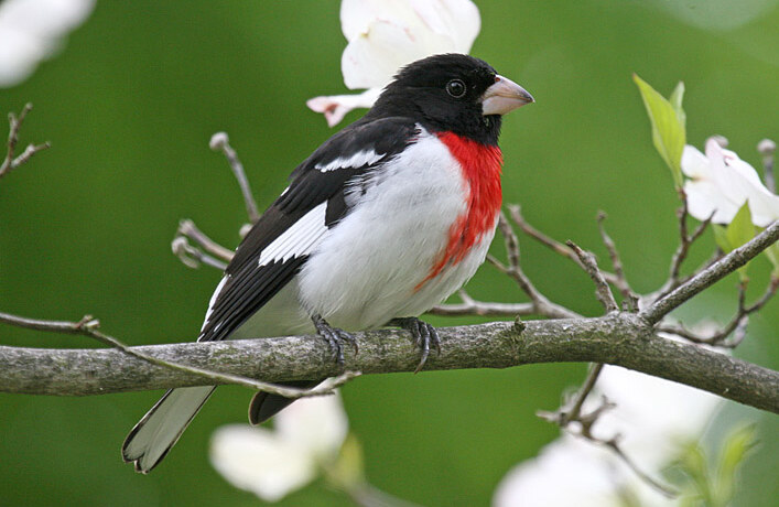 Rose-breasted grosbeak
