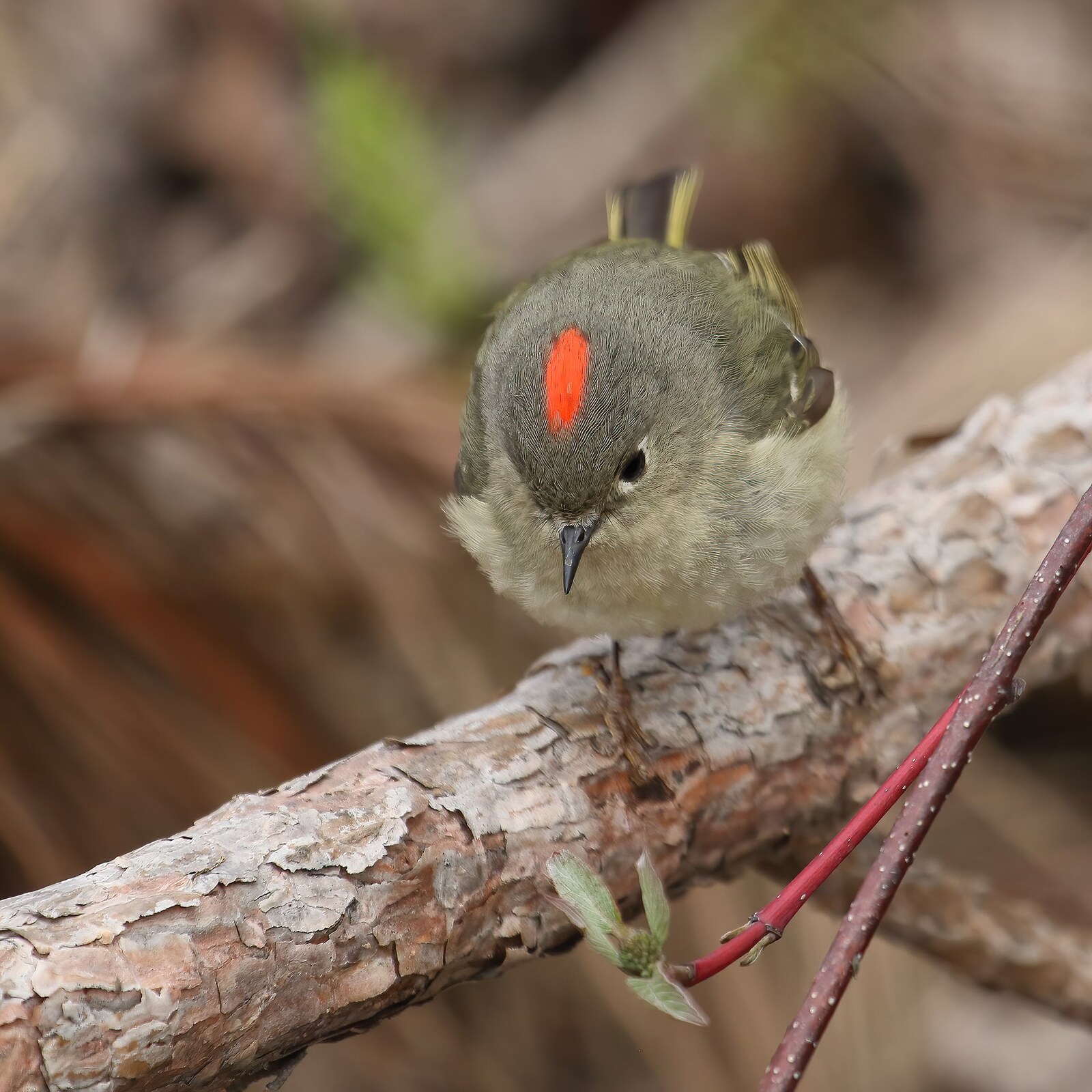 Ruby-crowned kinglet