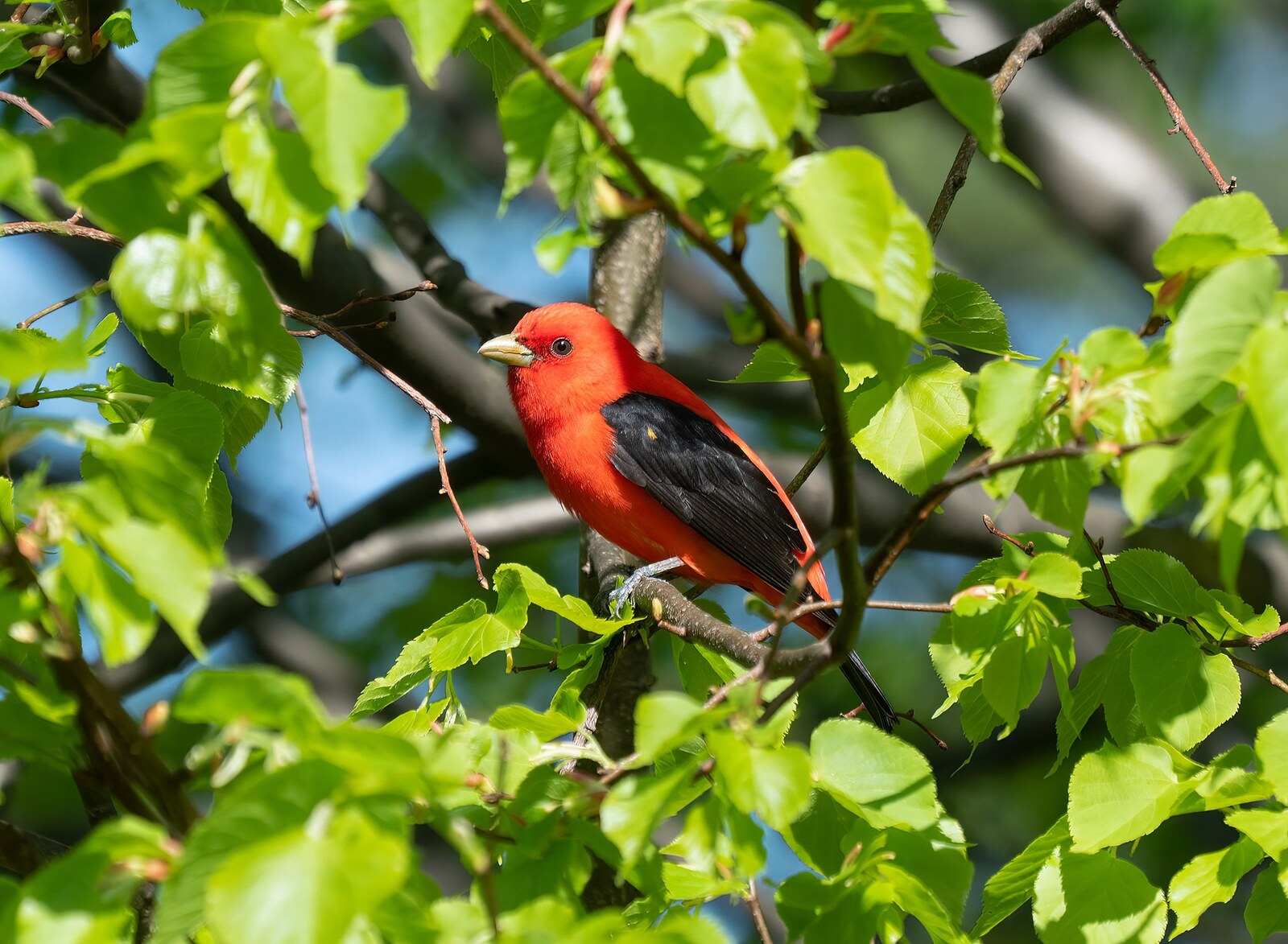 Scarlet tanager