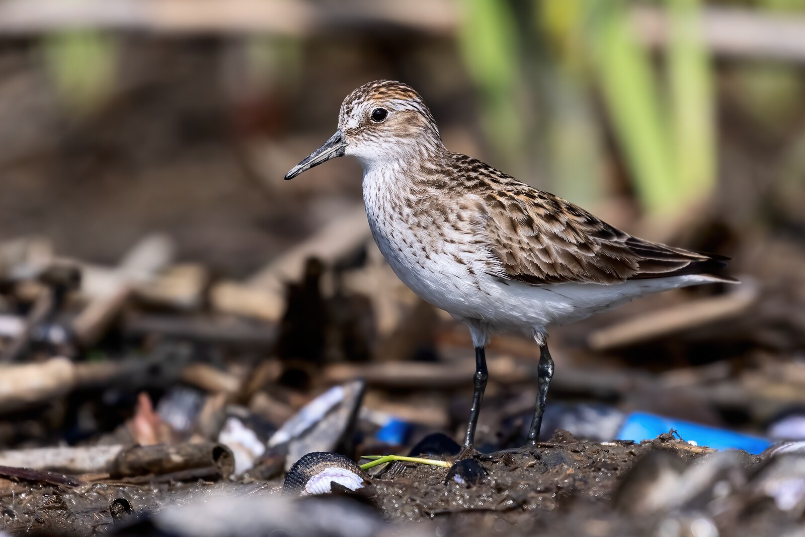 Semipalmated sandpiper