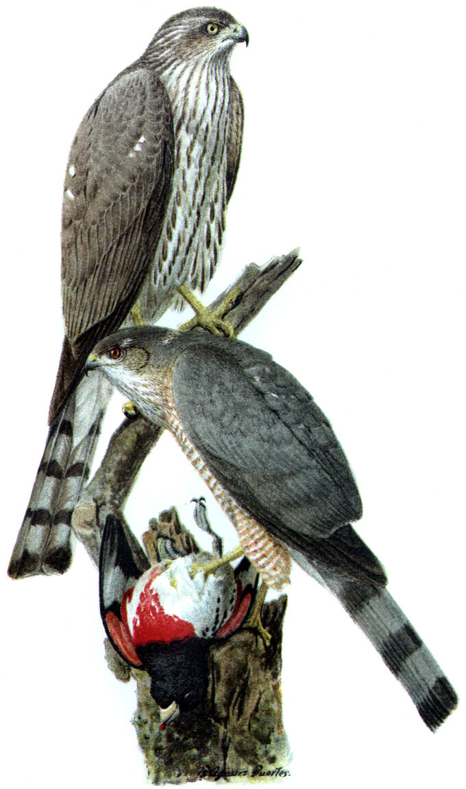 Sharp-shinned hawk