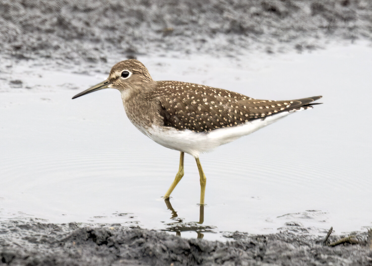 Solitary sandpiper