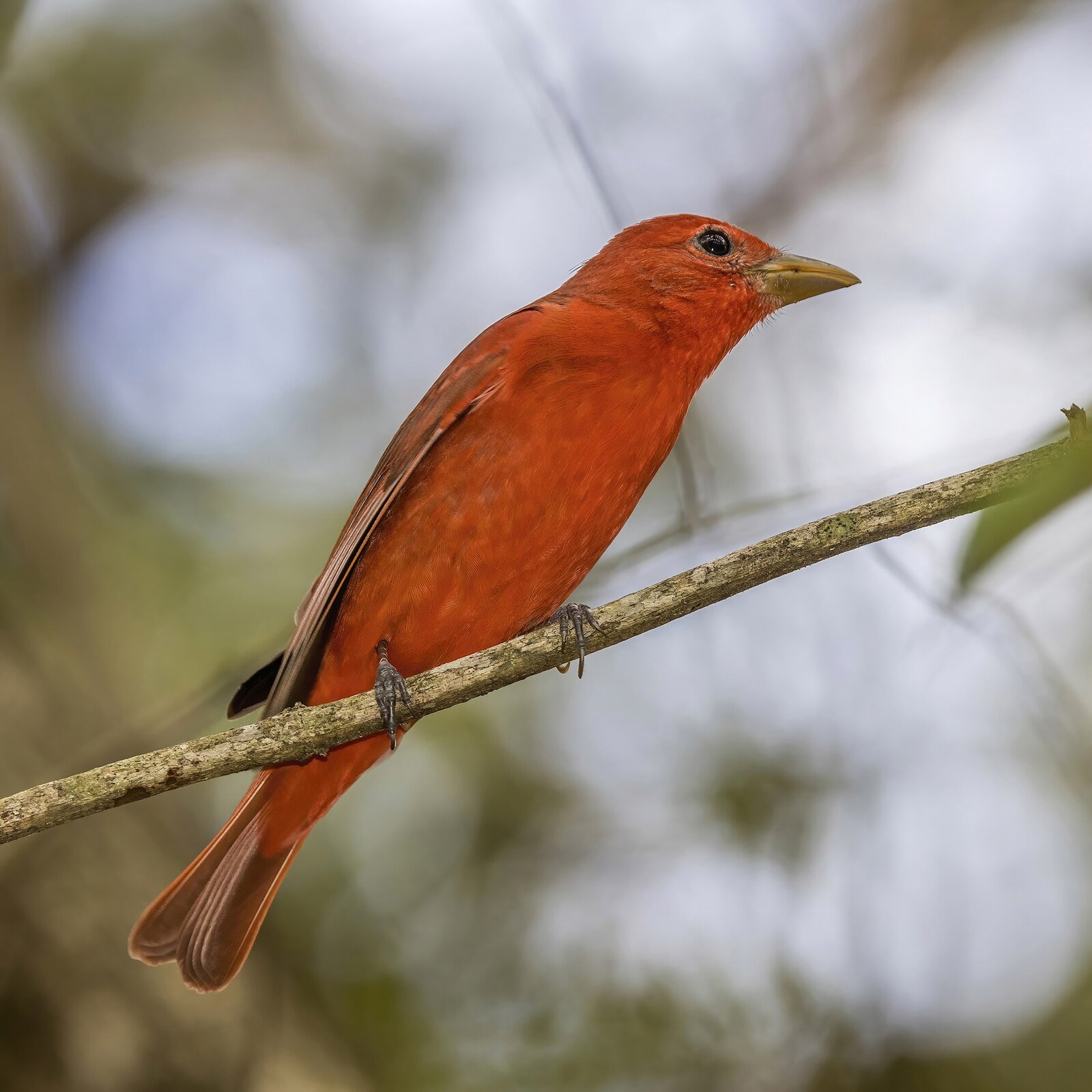 Summer tanager