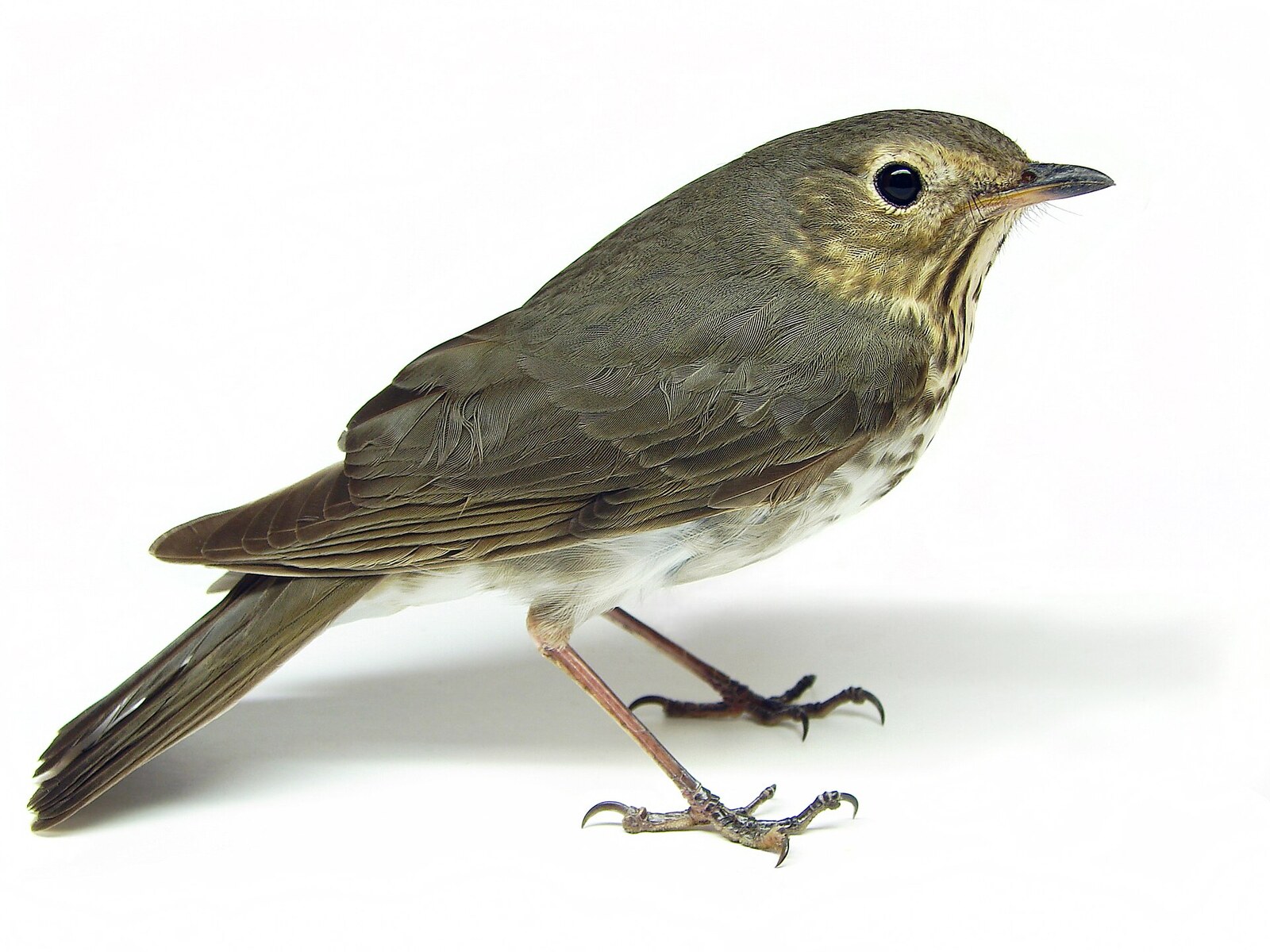 Swainson's thrush