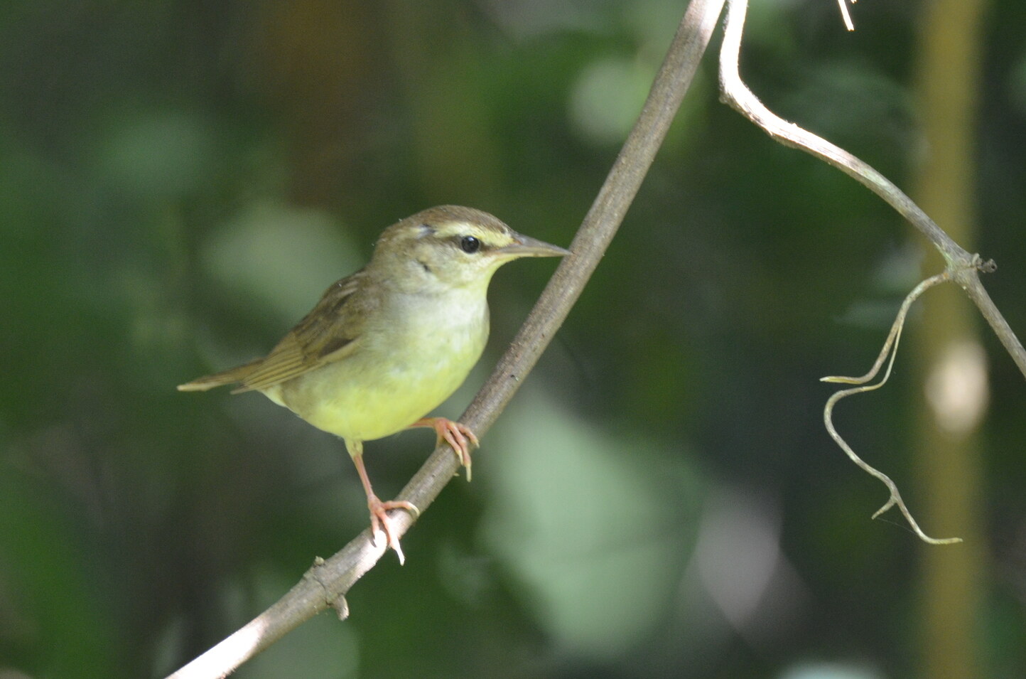 Swainson's warbler