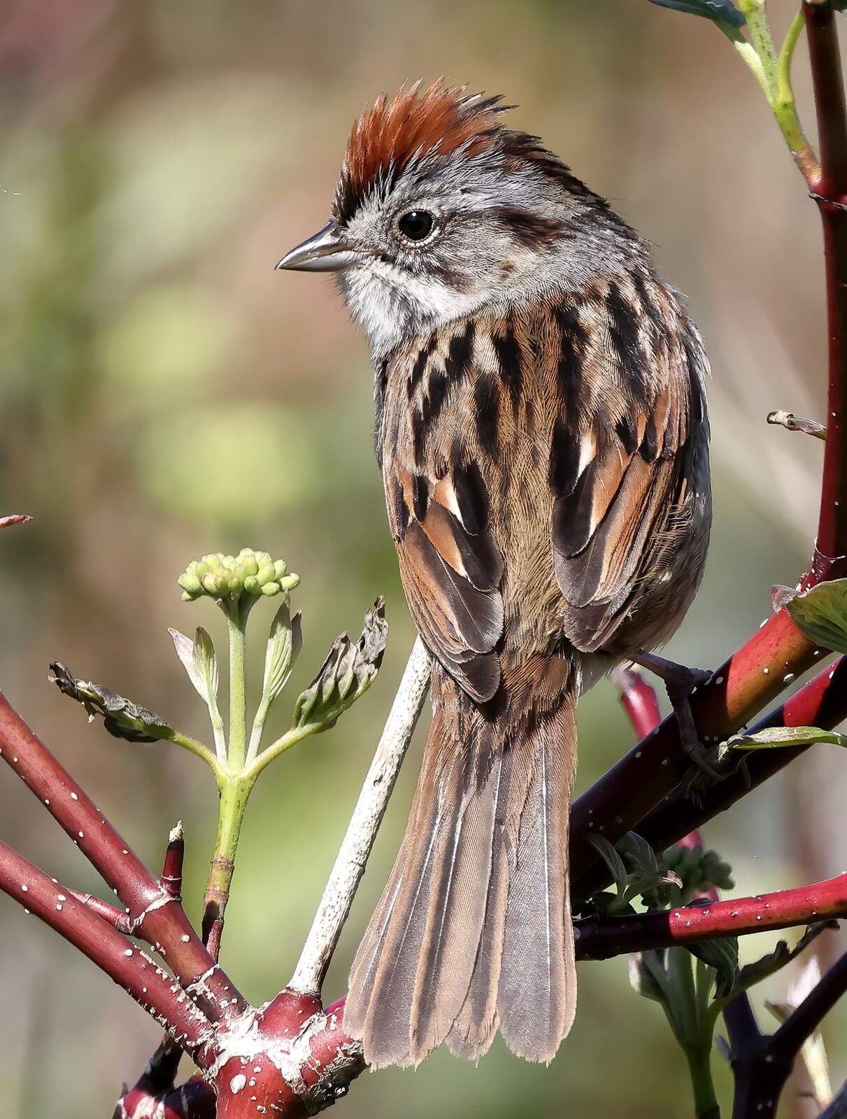Swamp sparrow