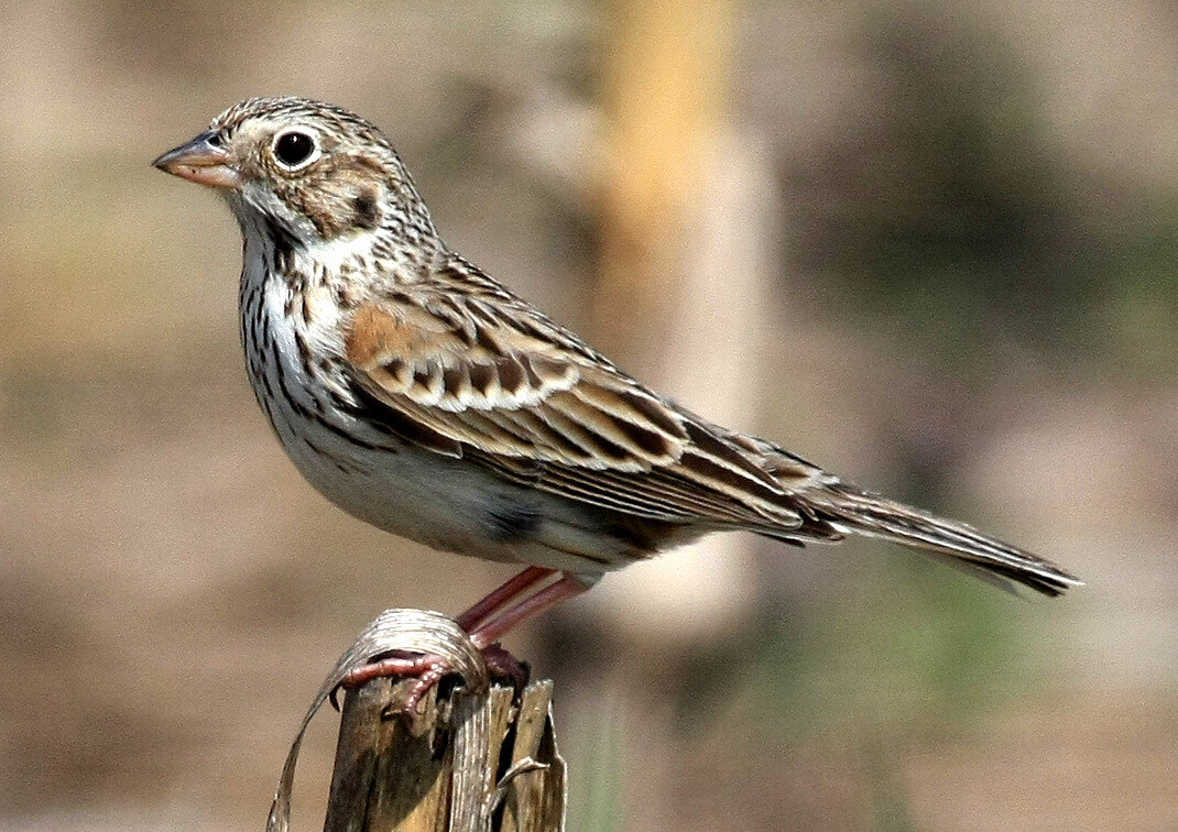 Vesper sparrow