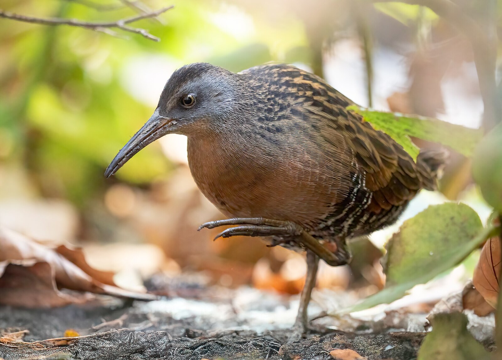 Virginia rail