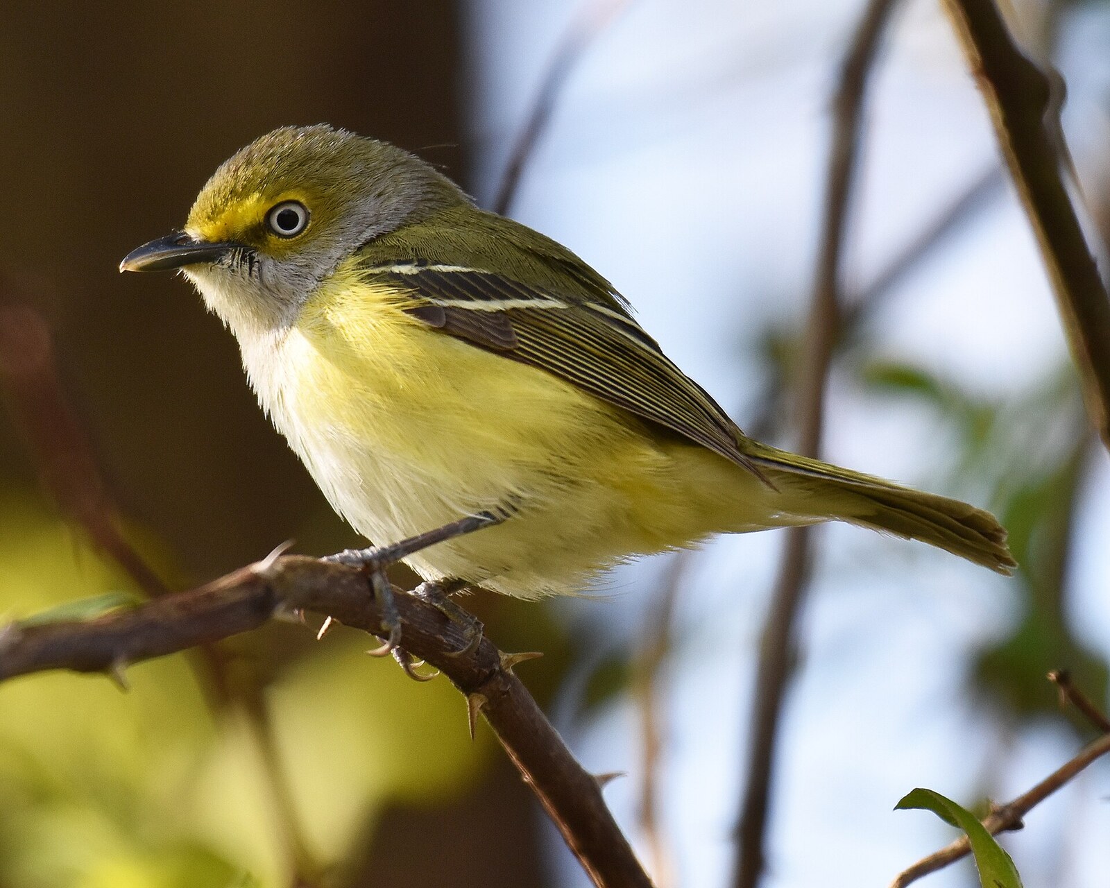 White-eyed vireo