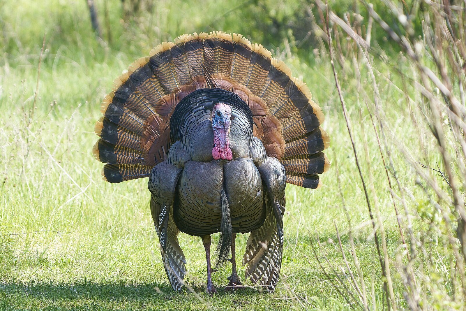 Wild turkey