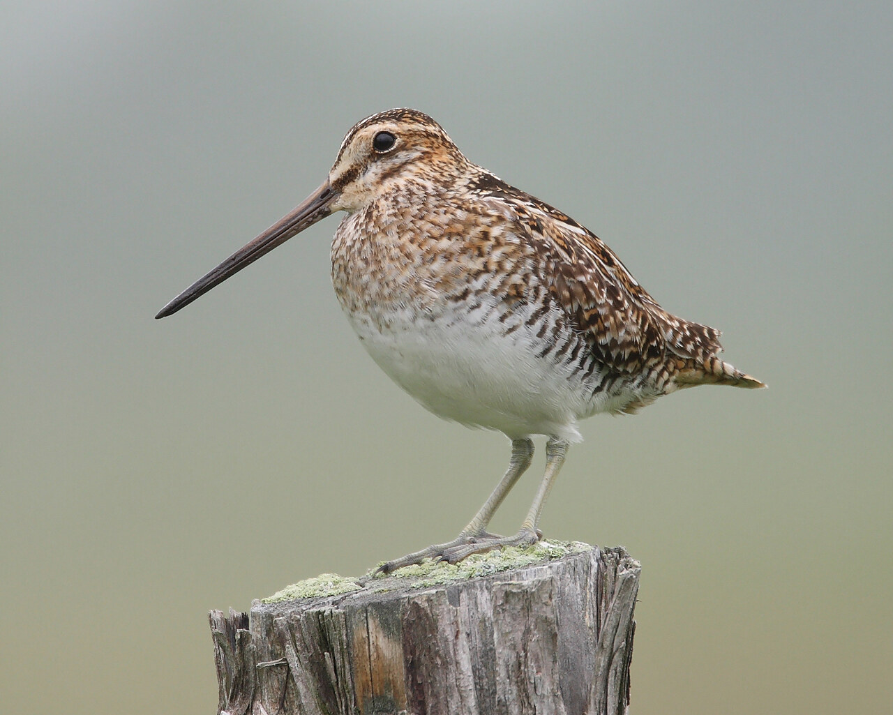 Wilson's snipe