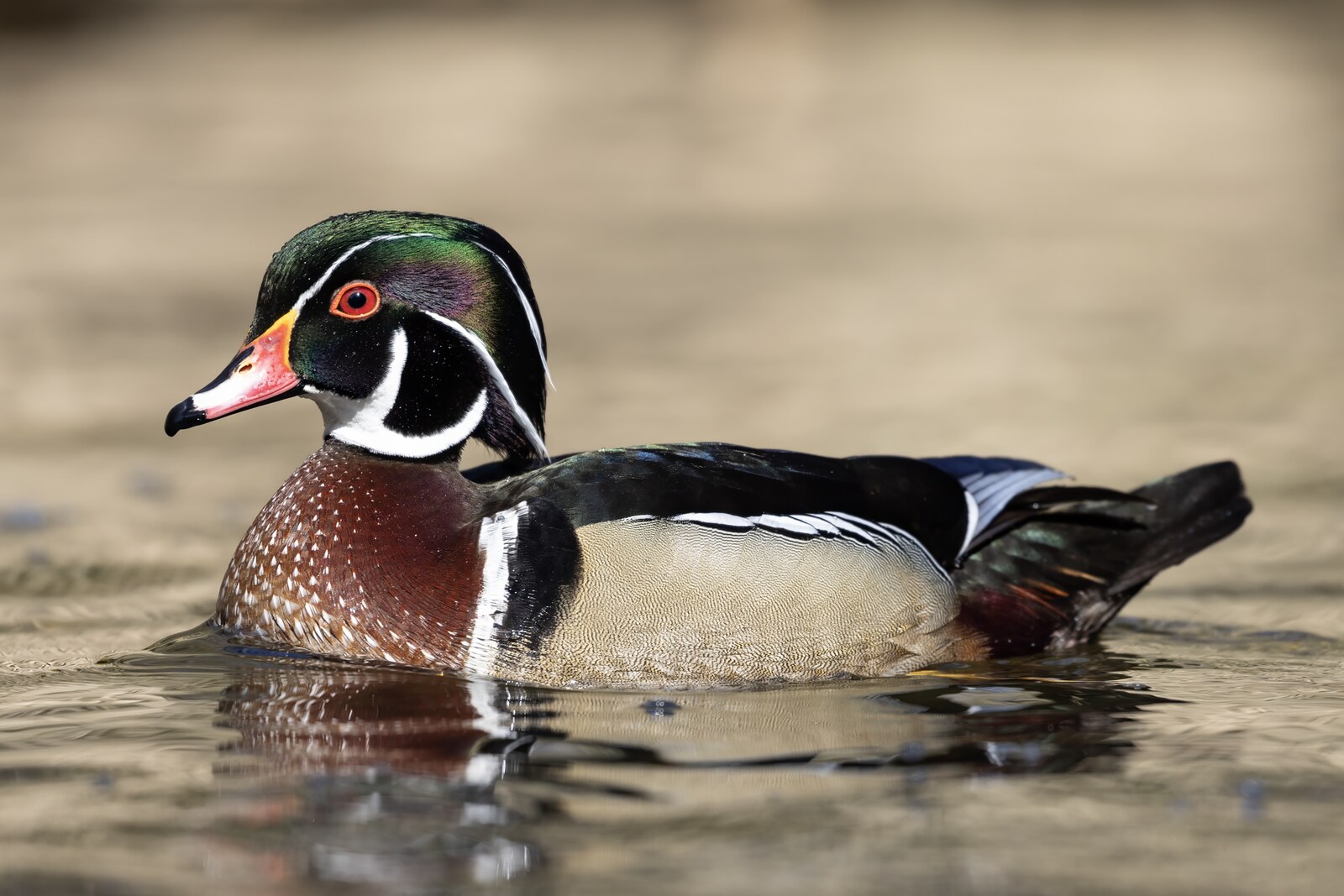 Wood duck