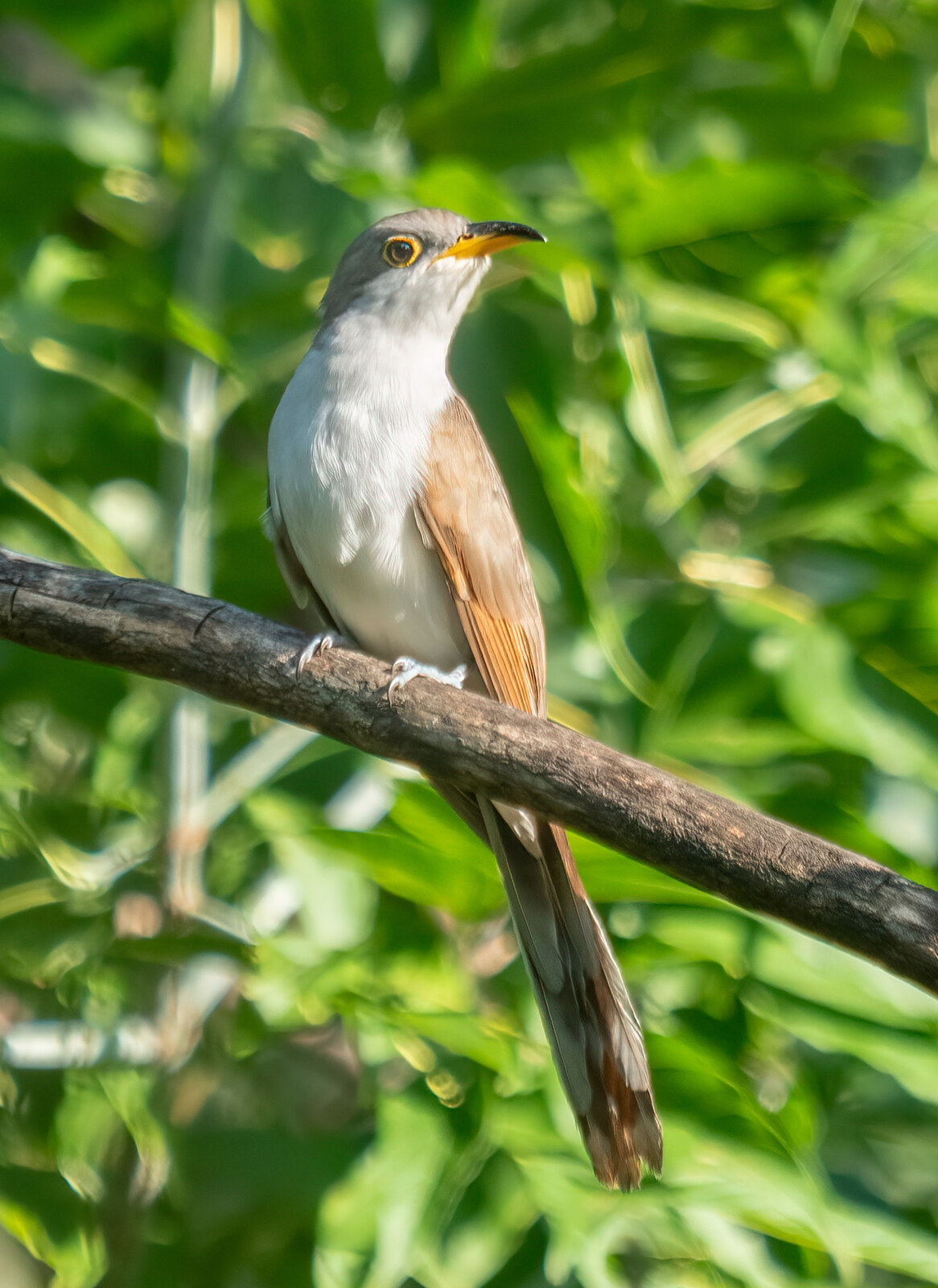 Yellow-billed cuckoo